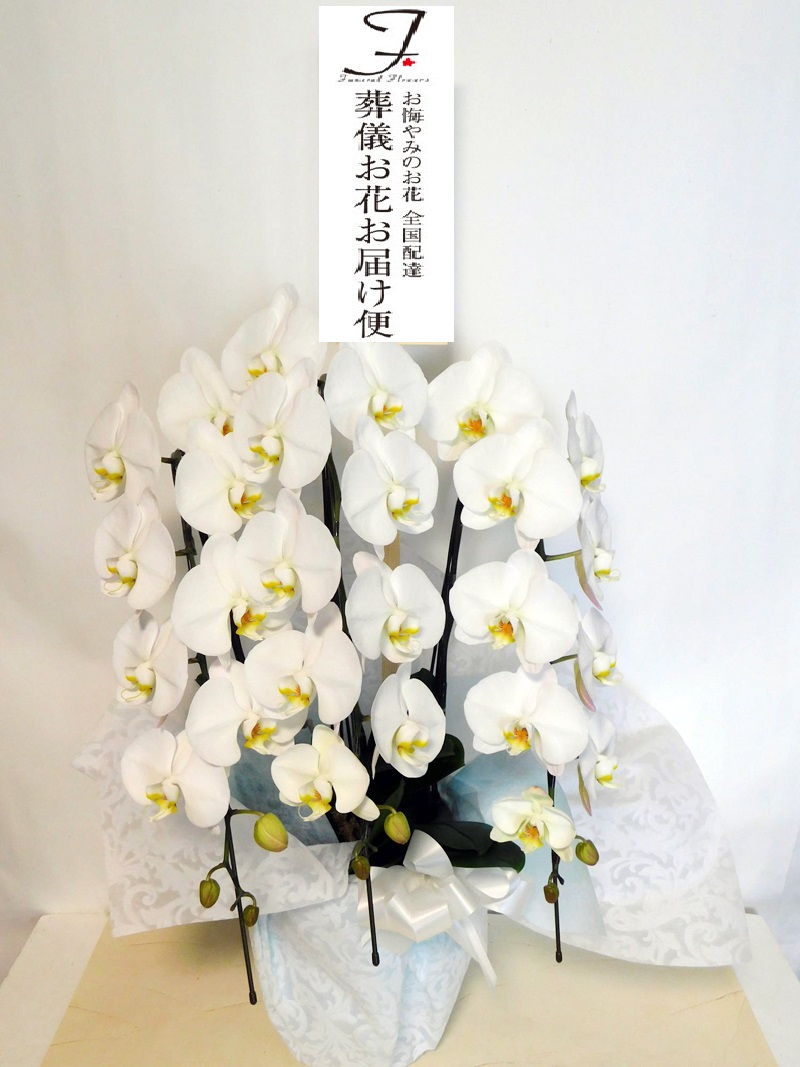 神奈川県藤沢市 藤沢市斎場 お供え花 胡蝶蘭 お通夜届け 葬儀お花お届け便 神奈川県藤沢市 藤沢市斎場 お供え花 胡蝶蘭 お通夜届け 葬儀お花お届け便